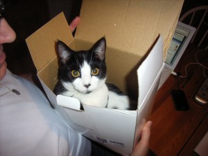 Benny the Ball Benny has unusual musical tastes, he is a big fan of 80s band Living In A Box