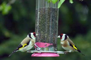 Two Goldfinches, the whereabouts of the other three are currently unknown!